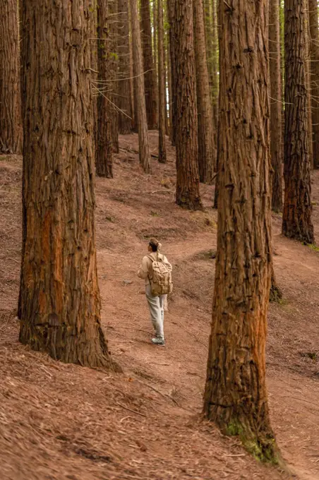 Rear view of a woman with backpack walking in the forest