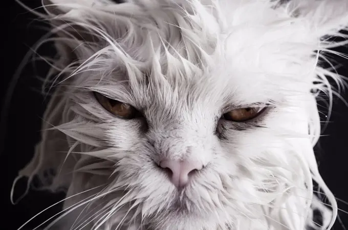 Grumpy cat after a bath