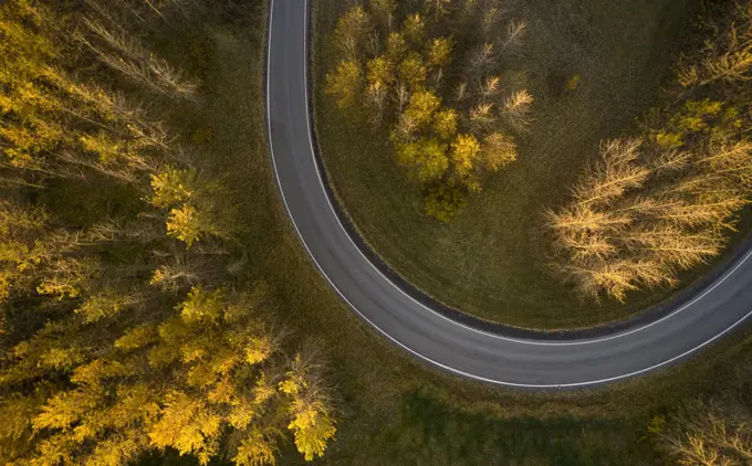 Asphalt roadway between autumn trees in forest