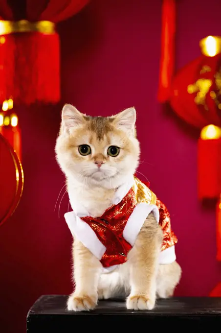 a British shorthair cat posing in front of Chinese themed background