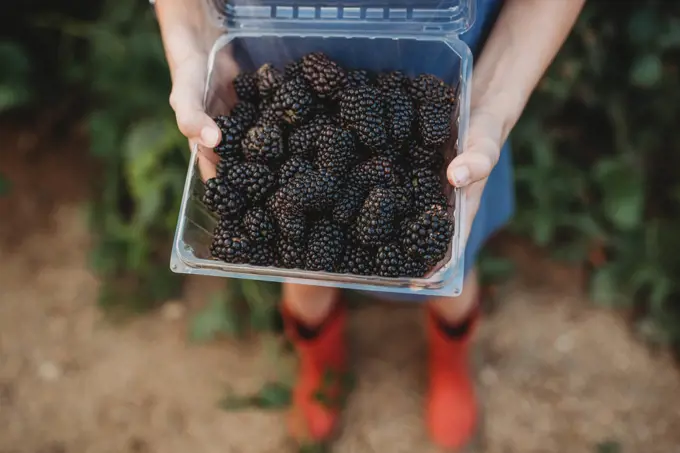 Girl holding blackberries picked from farm