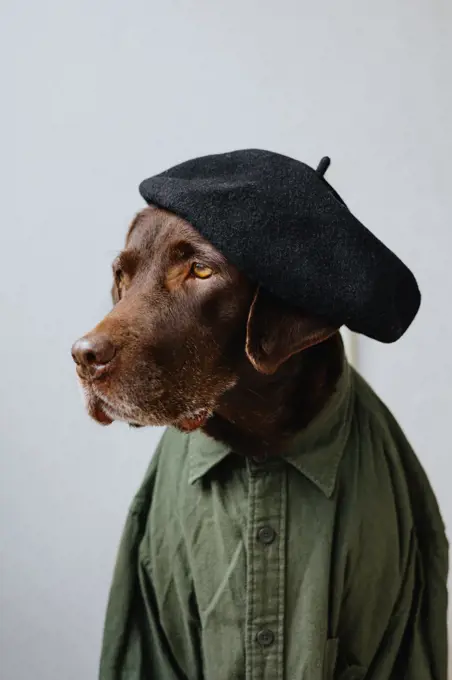 Portrait of a dog dressed as a human.