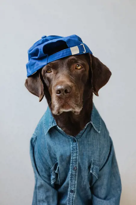 Hipster Labrador in a cap and shirt.