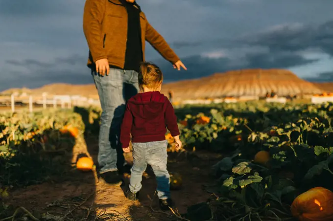 Toddler girl looking for pumpkins with her parent in the evening