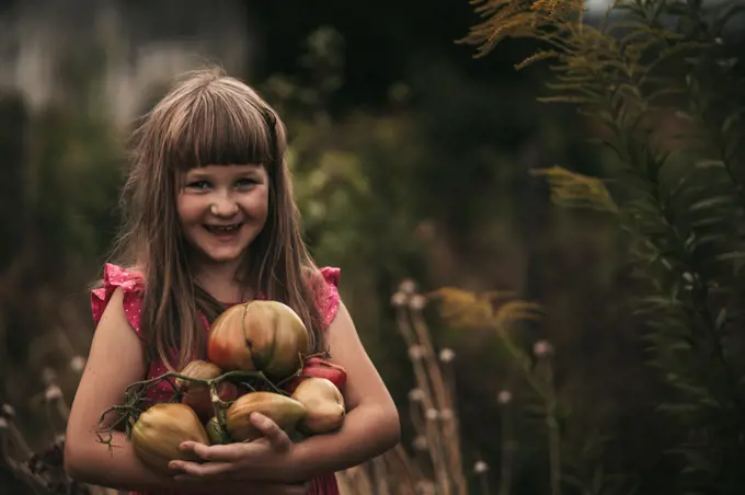 little girl harvesting tomato in the vegetable garden