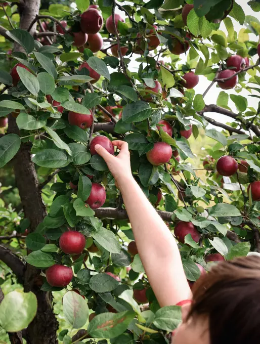 Child reaching to pick an apple from a tree in an orchard.