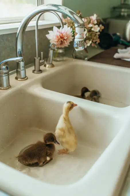 Ducklings bathing in kitchen sink