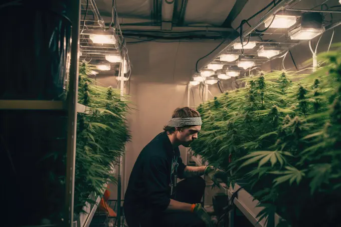 man examines a cannabis plant. AI Generative