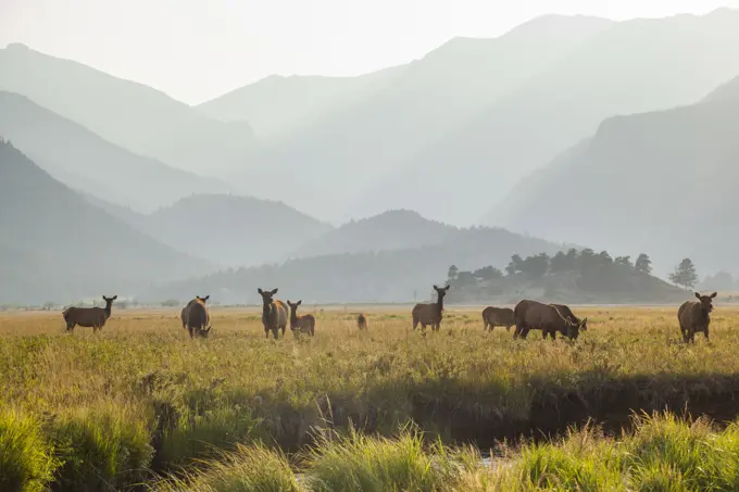 Elk grazing in meadow at sunset in Rocky Mountain National Park