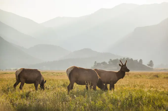 Elk graze in meadow at sunset in Rocky Mountain National Park