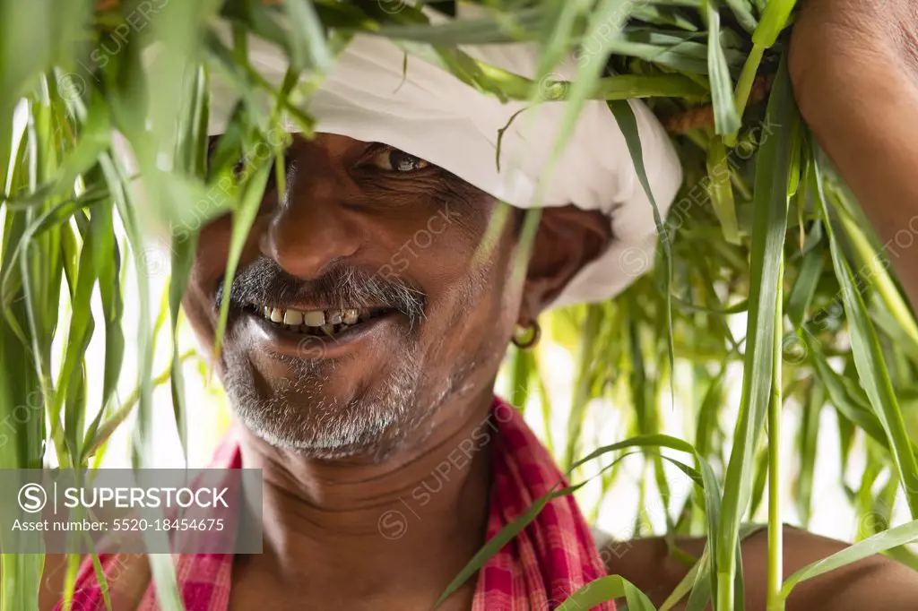 Indian Farmer Carrying Bundle of Paddy Crop