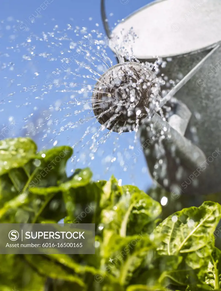 Watering Can with water raining down on green leafy vegetables