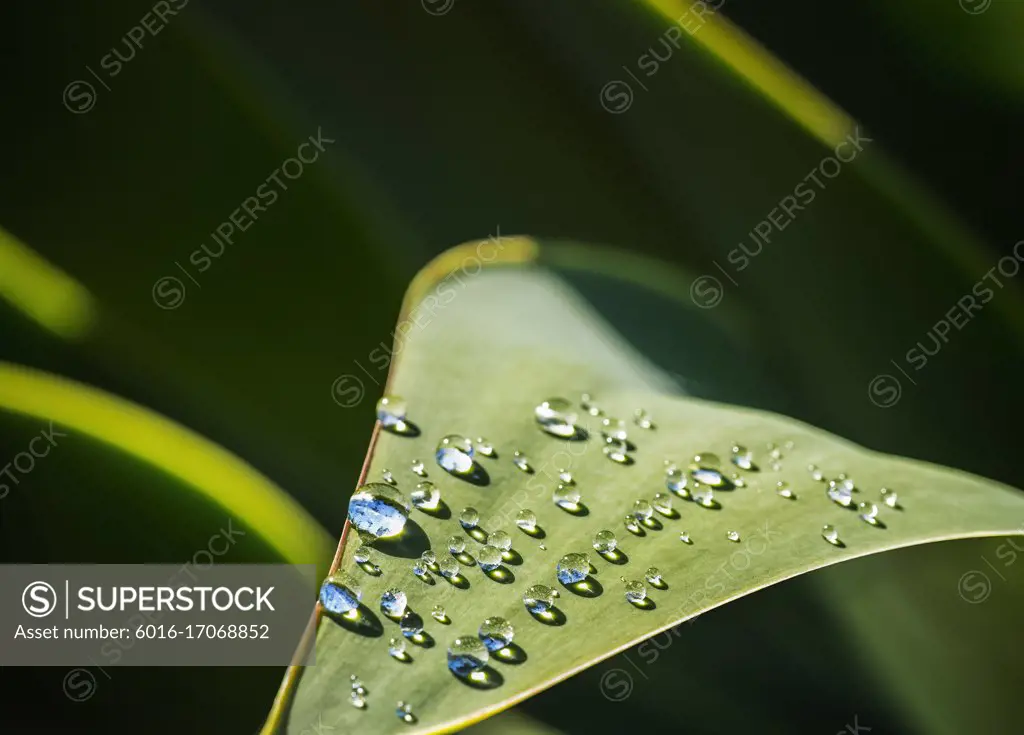 Close up of sun shining on dewdrops on Agave leaf