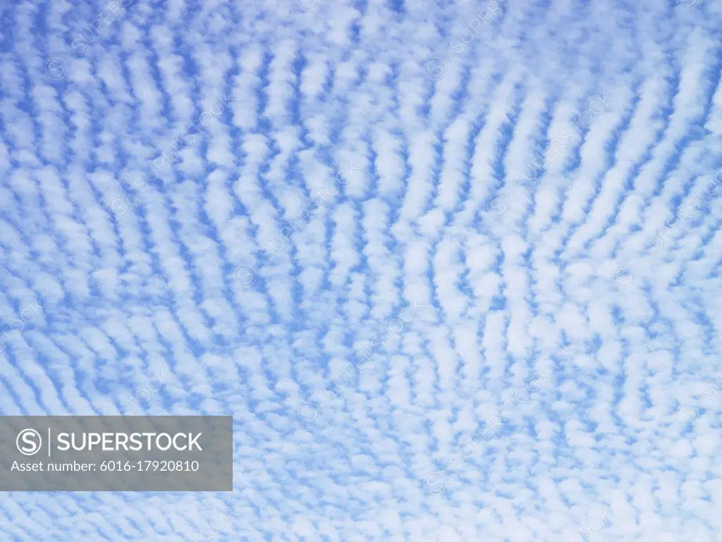 Cirrocumulus clouds in rows in blue sky