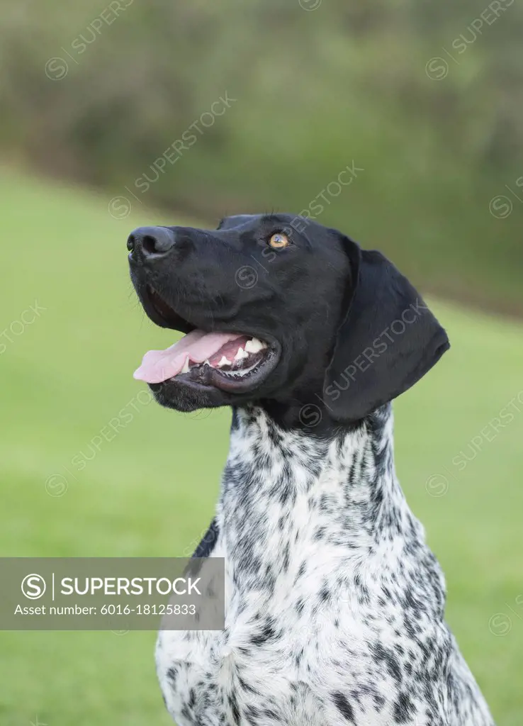 Head and shoulders of black and white German Shorthaired Pointer