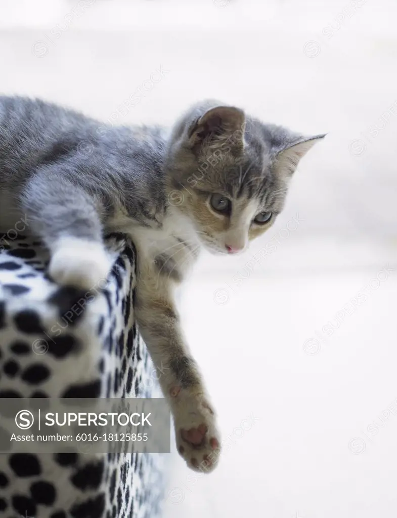 Tortise shell kitten laying on fluffy spotted seat