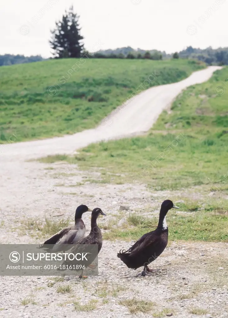 Ducks wandering together alongside country road