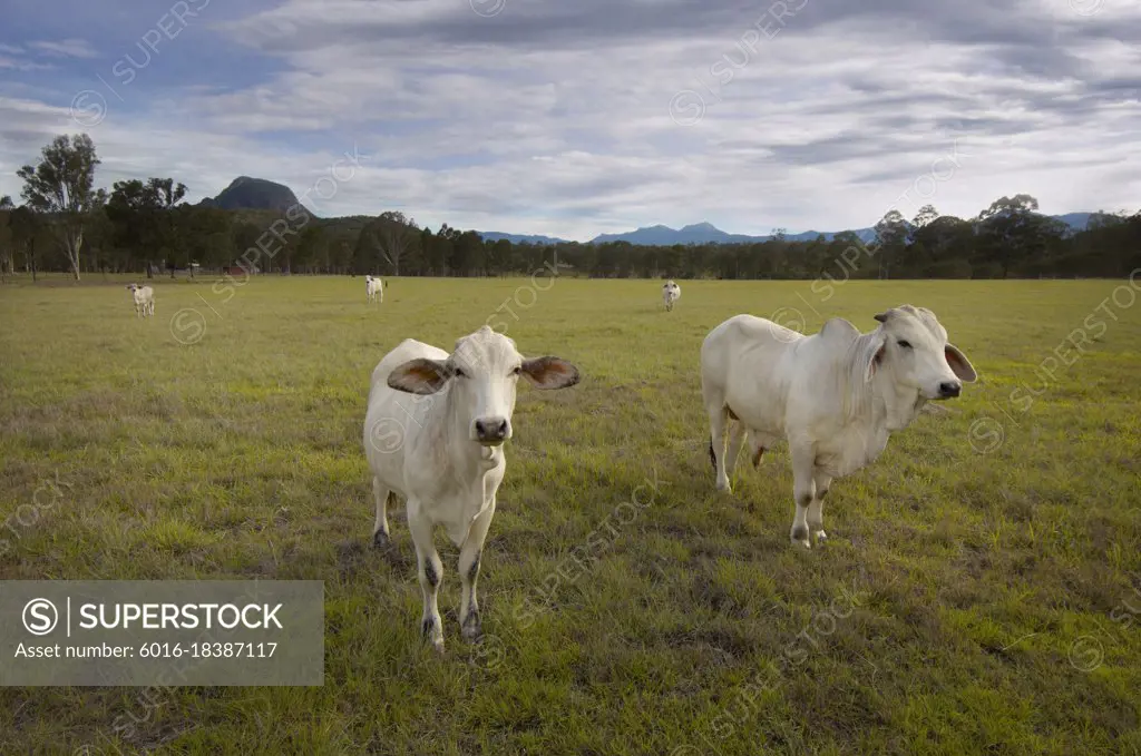 Australian Brahman Cattle grazing in field