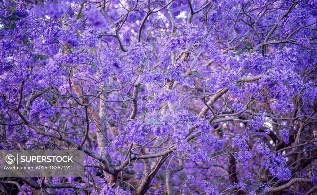 Tree in full bloomwith purple jacaranda flowers