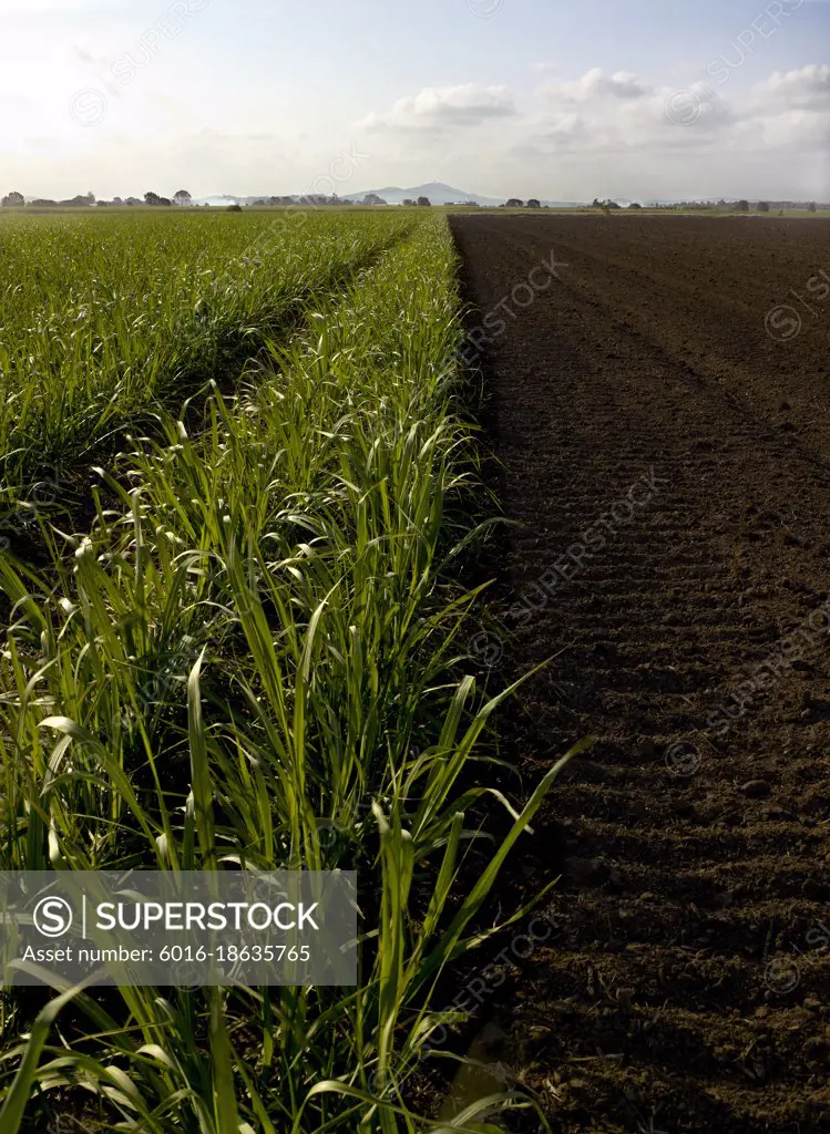 Rows of young sugarcane growing in ploughed field