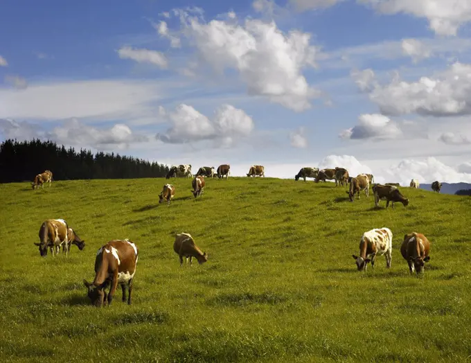 Dairy herd of cows grazing on grassy pasture land
