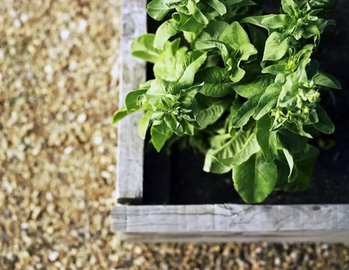  Close up of bright green lettuce plant growing in a raised garden box and starting to go to seed.