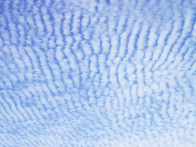 Cirrocumulus clouds in rows in blue sky