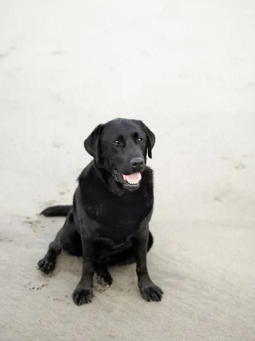 Black Labrador sitting on the sand