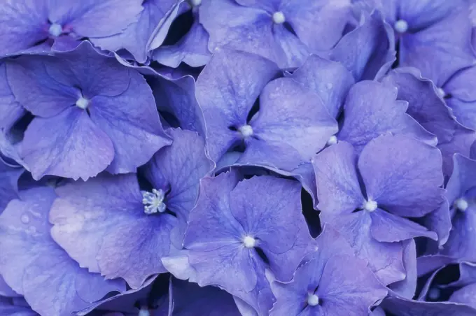 Close up of lavender/blue hydrangea flower head