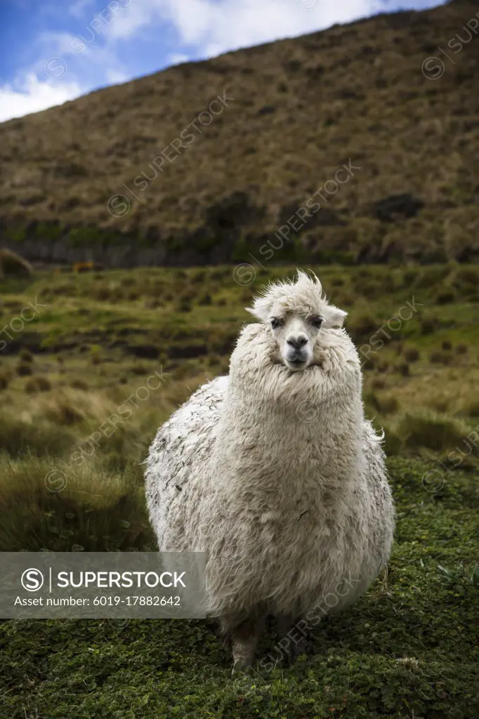 A wild alpaca near the road to Antisana, a volcano in Ecuador.