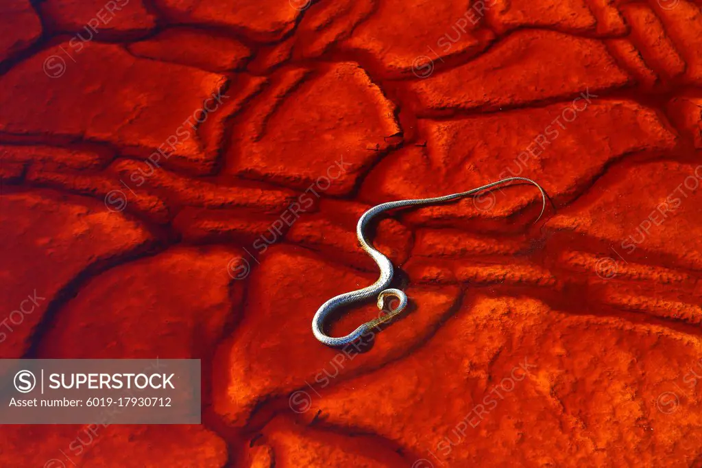 dead water snake in the red river