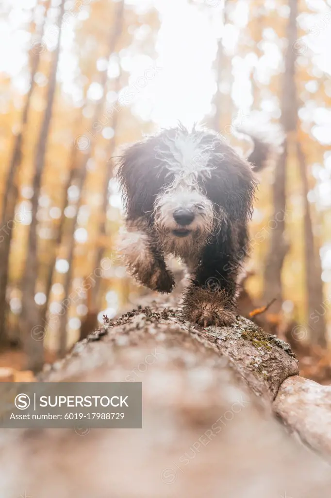 puppy running through a forest in autumn
