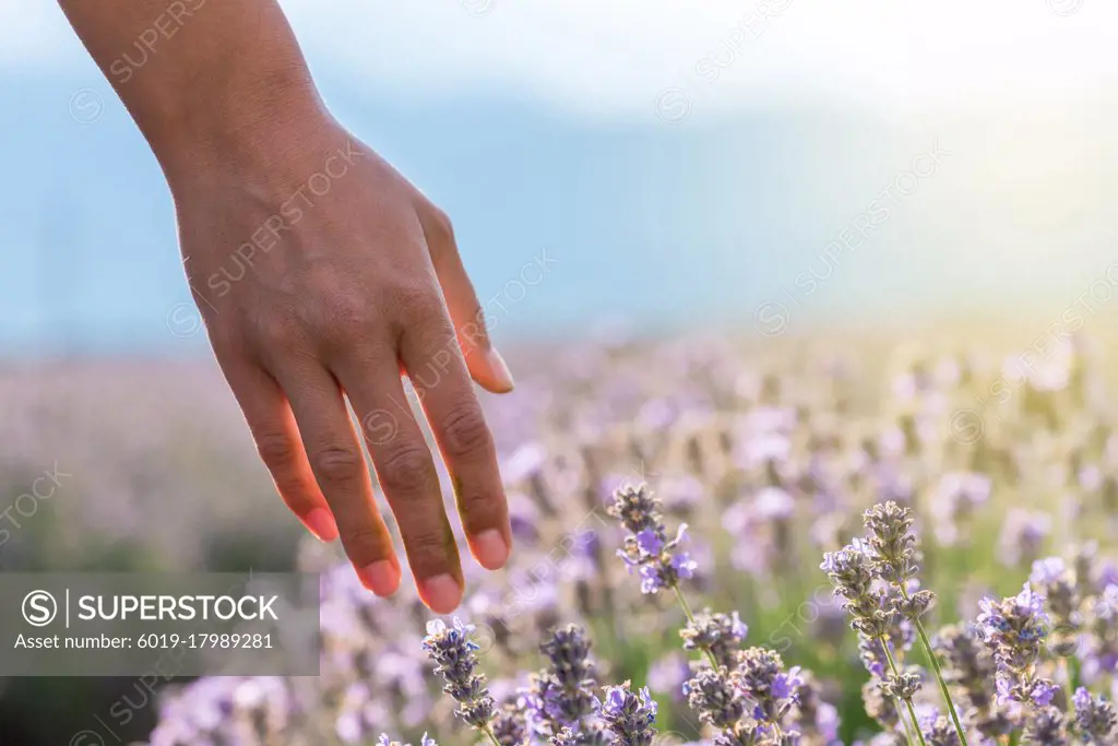 Touching the lavender at sunset.