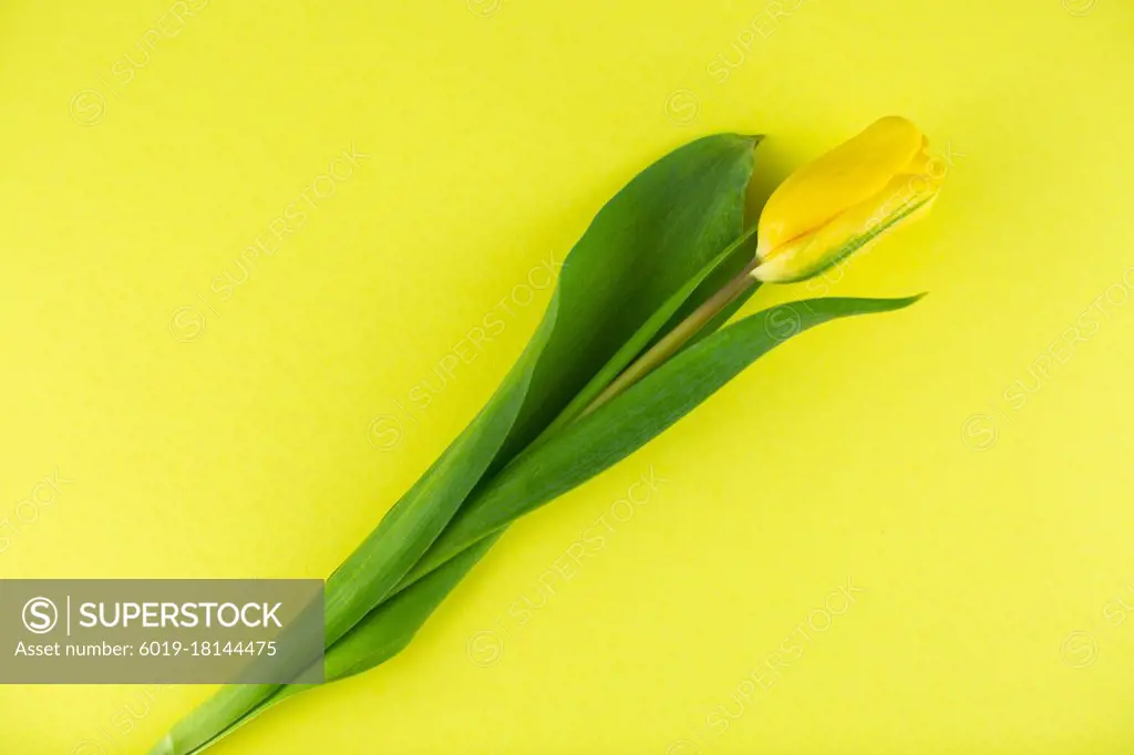 yellow tulip on yellow background