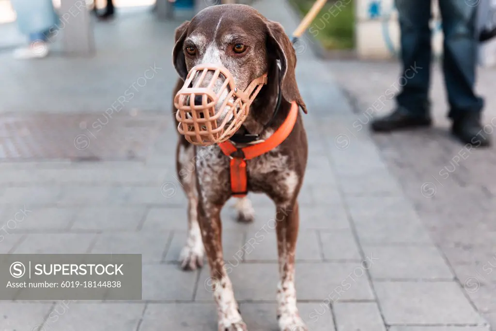 German Shorthaired Pointer dog in muzzle and on leash