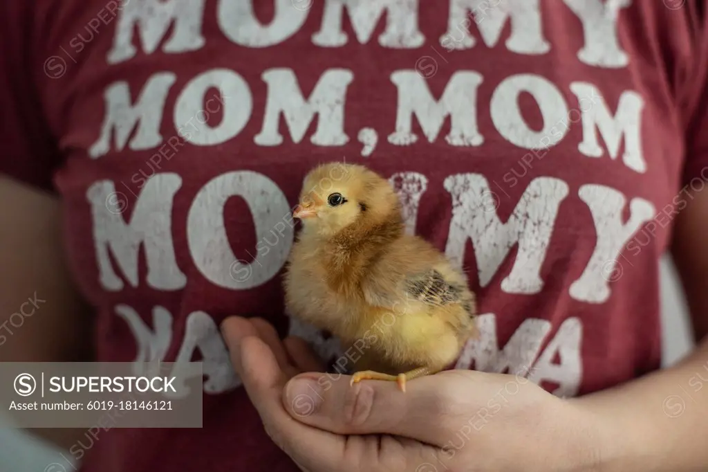 Close up of person holding chick with mom shirt on