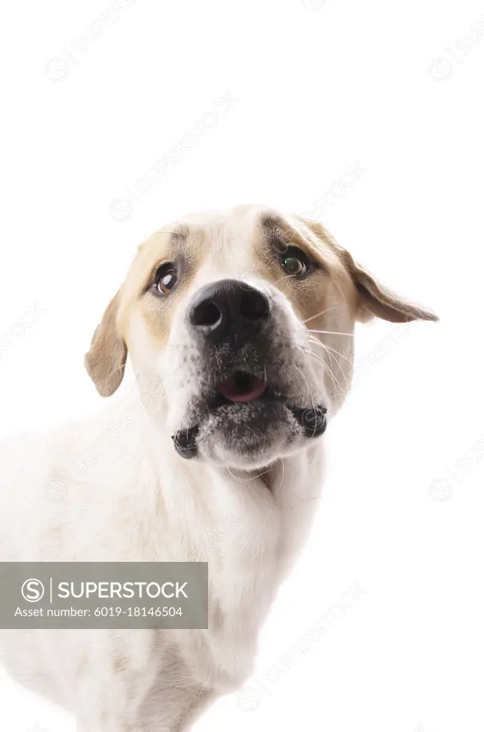 Headshot of brown and white dog with black nose looking at camera