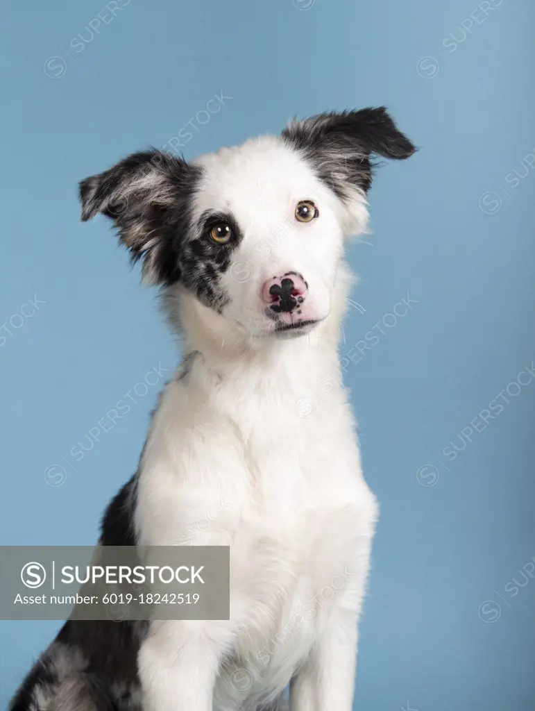 Funny studio portrait of adorable puppy dog border collie isolated on a blue background. Vertical image