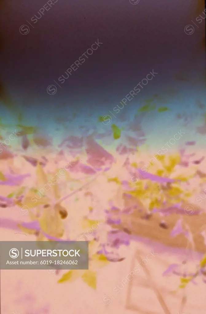 Abstract Purple and Pink Textured Film Background