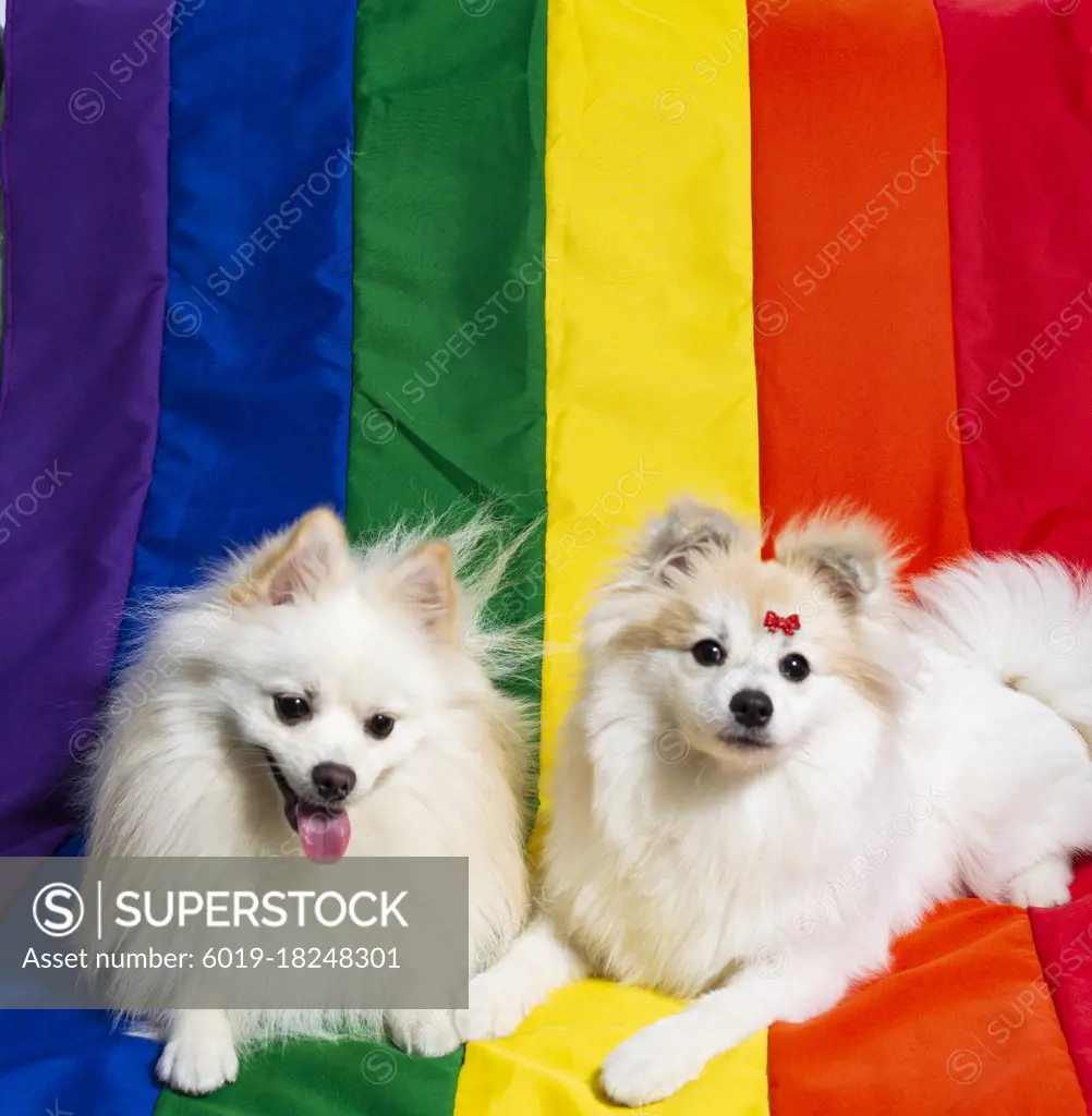 Two cute white  German Spitz Pomeranian with a rainbow flag gay
