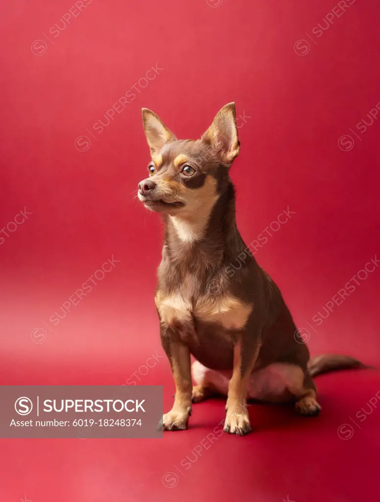 dog chihuahua brown and caramel on a red background