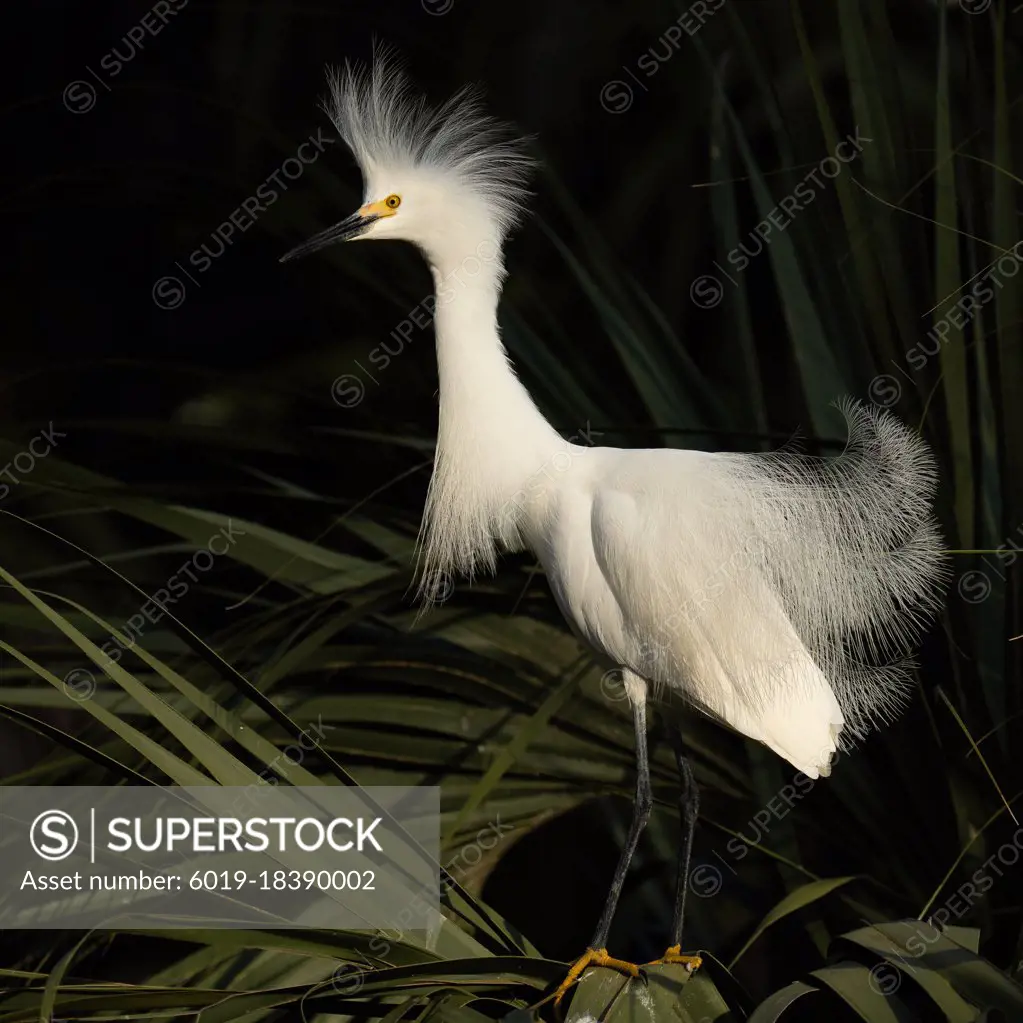 A Snowy Egret Displaying During Breeding Seacon