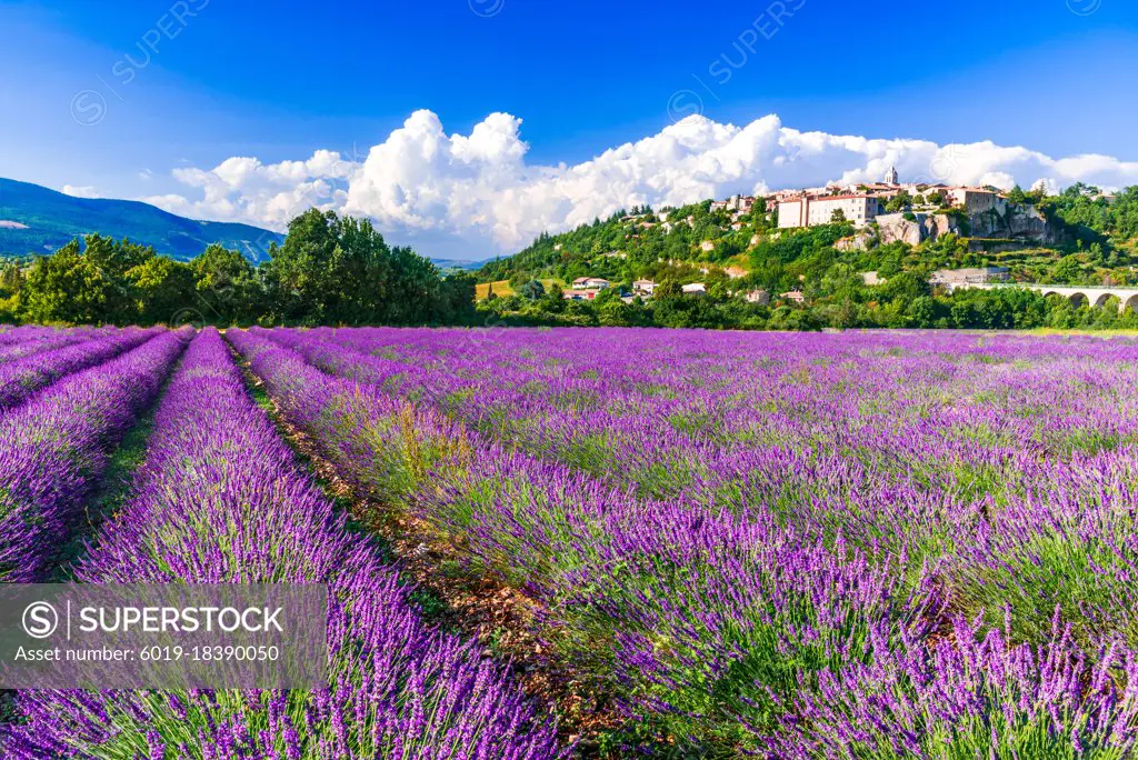 Sault, France - Provence lavender field scenic french village.