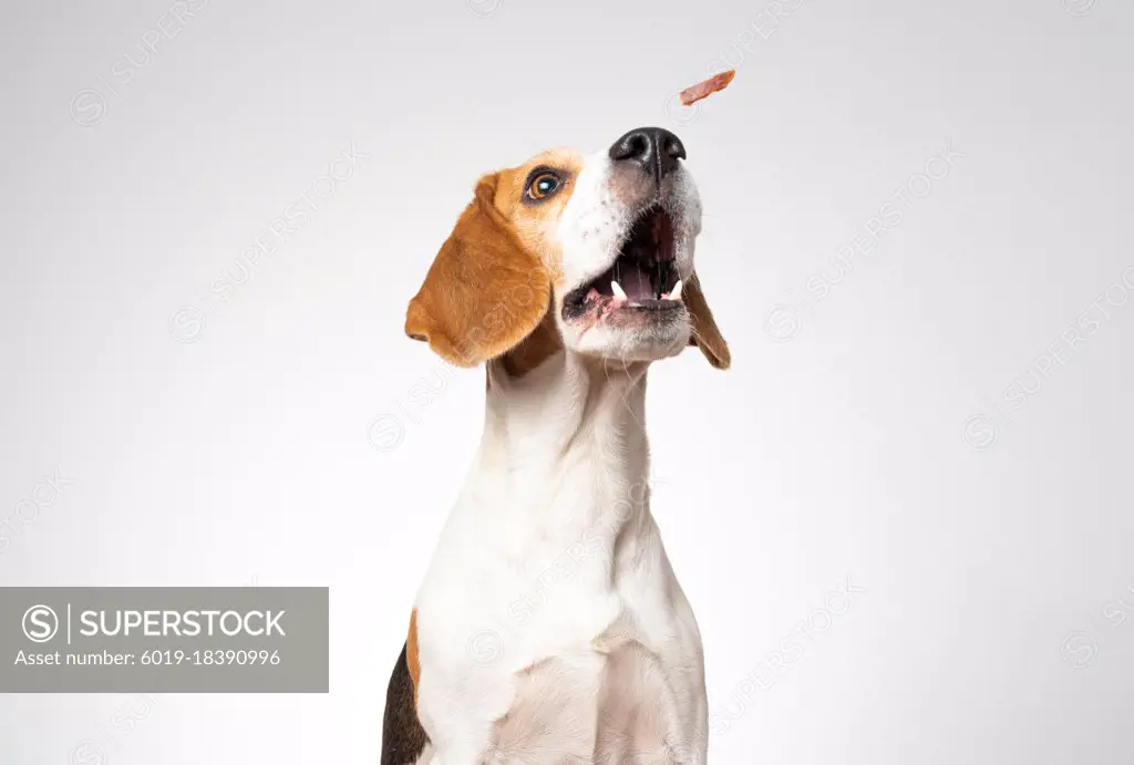 Closeup of Beagle dog, portrait, in front of white