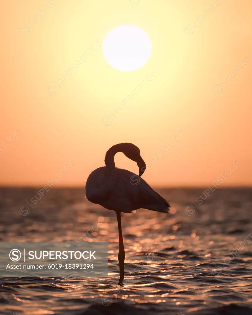 Silhouette of a flamingo in a lake in Africa