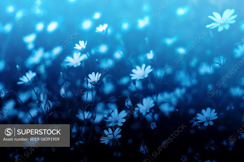 A daisy meadow in a blue dreamy look