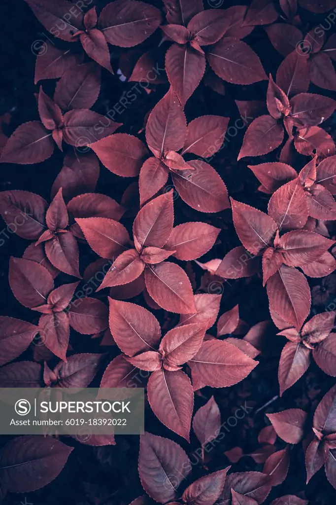 red plant leaves in the nature in autumn season red background