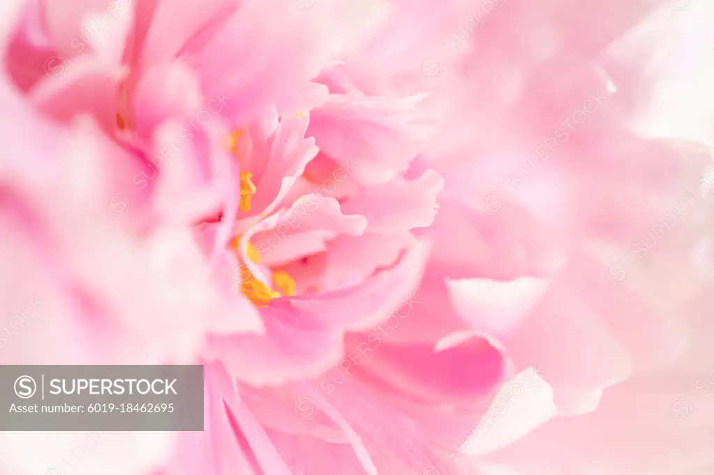 Close Up View of Ruffled Pink Peony Petals