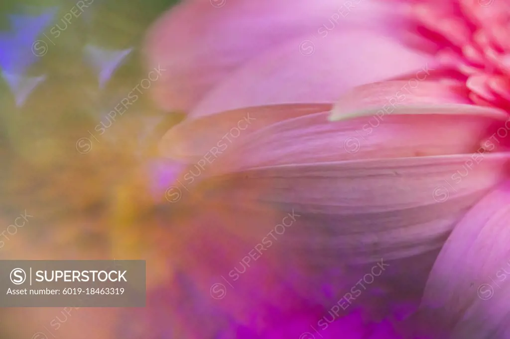Close-up macro pink flower with psychedelic colors and reflections