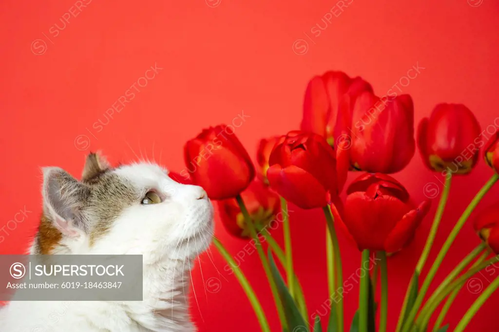 Cat and red flowers on a red background